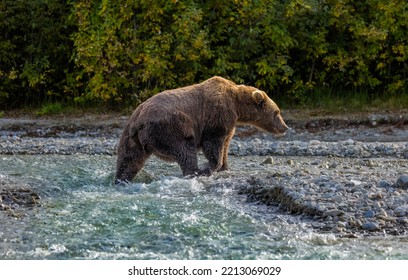 Alaskan Grizzly Bear Fishing For Salmon In Blue Glacial Water Of A Remote Lake