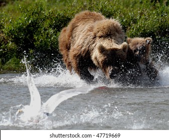 Alaskan Grizzly Bear Mother Teaching Her Young Cub To Catch Fish