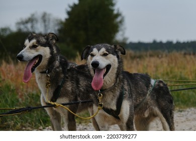 Alaskan huskies brothers very similar each other. Riding mestizos wear harnesses during training in fall. Two dogs from of team standing and breathing with their tongues hanging out ready to run.