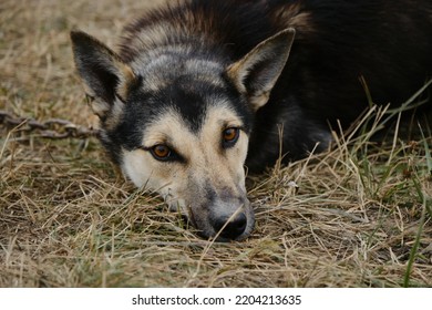 Alaskan husky with black fawn muzzle, brown eyes and standing ears lies in hay. Close up portrait. Smart devoted sad look of mutt outside. Sled half breed tied to chain and waiting for training.