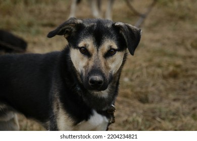 Alaskan husky with black and fawn muzzle, brown eyes and funny ears. Portrait close up. Smart loyal look of mutt outside. Sled half breed is tied to chain and waiting for training.