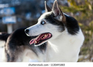 Alaskan husky dog enjoying the winter on the top of a mountain