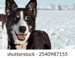 Alaskan Husky sled dog close-up with striking blue eyes in the snow, natural beauty of sled dogs in winter, Finnish Arctic wilderness, winter adventure Pöyrisjärvi Wilderness Area, Enontekiö, Finland