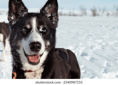 Alaskan Husky sled dog close-up with striking blue eyes in the snow, natural beauty of sled dogs in winter, Finnish Arctic wilderness, winter adventure Pöyrisjärvi Wilderness Area, Enontekiö, Finland