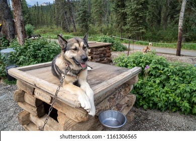 An Alaskan Husky Sled Dog Sits On Top Of His Kennel Dog House In Denali National Park