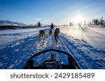 Alaskan husky (sled dogs) in Norway