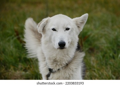 Alaskan husky with white muzzle and different ears one standing, the second is hanging. Smart loyal look of mutt dog outside. Riding half breed on walk in fall waiting for training.