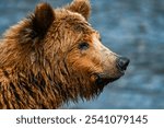 Alaskan katmai brown bear close up shot at brooks falls 