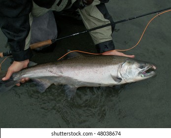 An Alaskan King Salmon