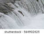 Alaskan King Salmon - (Oncorhynchus tshawytscha)