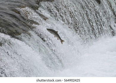 Alaskan King Salmon - (Oncorhynchus tshawytscha)
