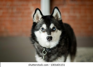 Alaskan Klee Kai