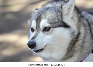 Husky Upset Images Stock Photos Vectors Shutterstock