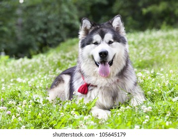 Alaskan Malamute