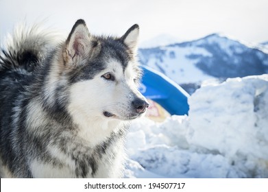 Alaskan malamute