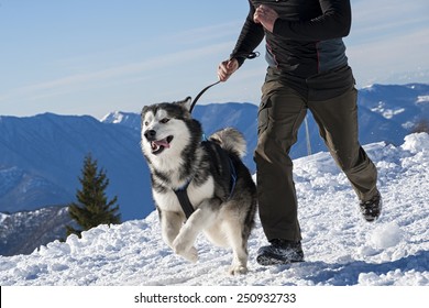 Alaskan Malamute