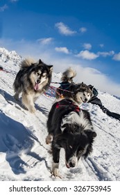 Alaskan malamute