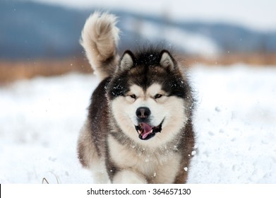 Alaskan Malamute