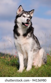Alaskan Malamute