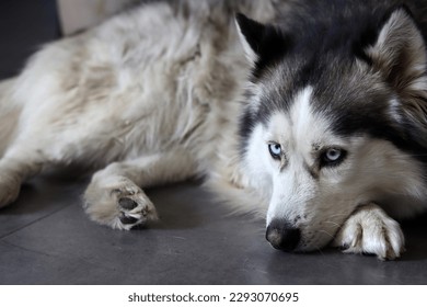 Alaskan Malamute, close-up portrait, selective focus. Cute fury dog at home. Happy pet concept.  - Powered by Shutterstock