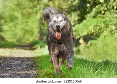 Alaskan Malamute Dirty Dog Covered In Mud Runs Forward And Looks Into The Camera