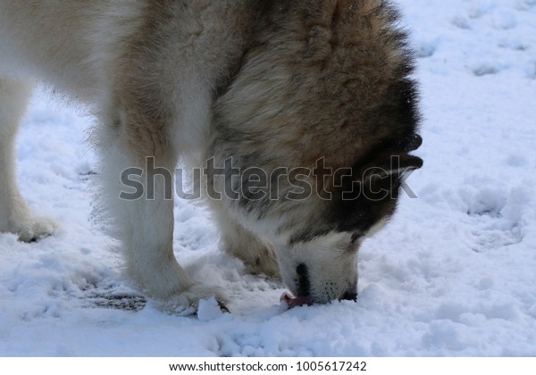 Alaskan Malamute Dog Eating Snow の写真素材 今すぐ編集