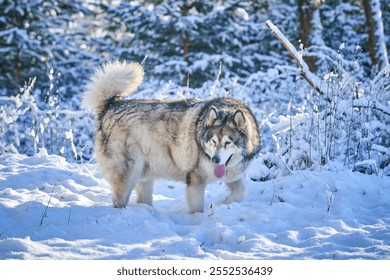 Alaskan malamute. Dog in frosty snow in winter on the road and forest - Powered by Shutterstock