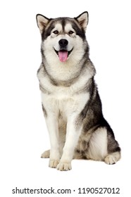 Alaskan Malamute Dog Looking At White Background