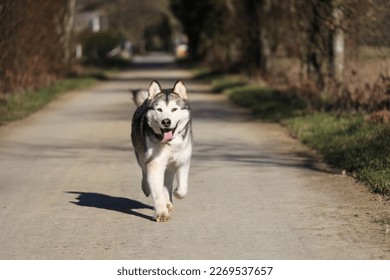 alaskan malamute dog run in park