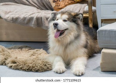 Alaskan Malamute Dog With Tongue Sticking Out. Alaskan Malamute Lies Indoors. Fluffy Dog In The House. Pet. Concept - Rare Breeds Of Dogs. Concept - Selling Pet Food. Malamute Stuck Out His Tongue