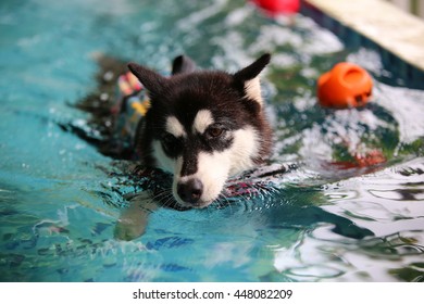 does the alaskan malamute like to swim