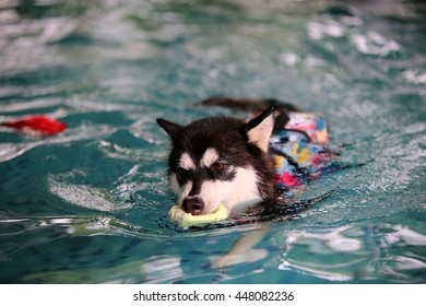 does the alaskan malamute like to swim