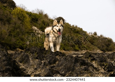 alaskan malamute husky shephered dog  walk on the beach