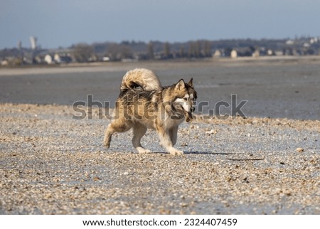 alaskan malamute husky shephered dog  walk on the beach