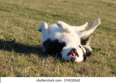 Alaskan Malamute Laughing - Dog