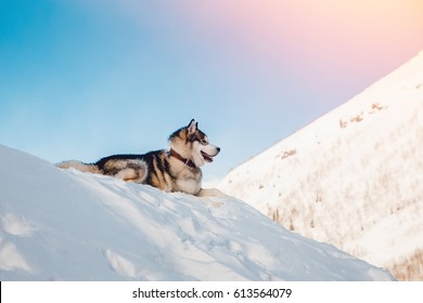 Alaskan Malamute, lies in sun in snow in winter against background of mountains, sunlight. On open air. Concept of walking with dog. - Powered by Shutterstock