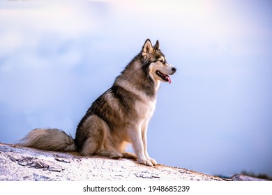 Alaskan Malamute on top of a mountain with blue 
clouded sky in the background April 2021 - Powered by Shutterstock