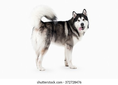 Alaskan Malamute On White Background