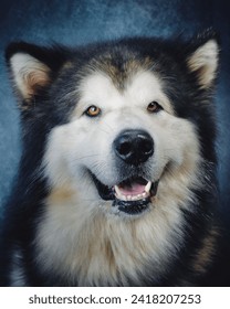 Alaskan malamute posing in studio lighting.