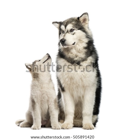 Alaskan Malamute puppies and his mum sitting isolated on white