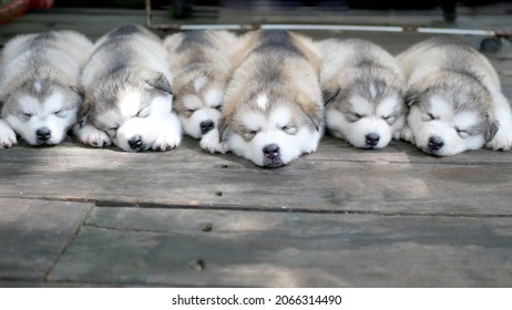 how many hours a day do malamutes sleep