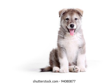 Alaskan Malamute Puppy Against White Background