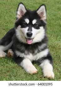 Alaskan Malamute Puppy Dog Bitch