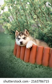 Alaskan Malamute puppy hiding in the grass. Malamute is one of the oldest breeds of sled dogs, which include e.g. siberian husky or samoyed.