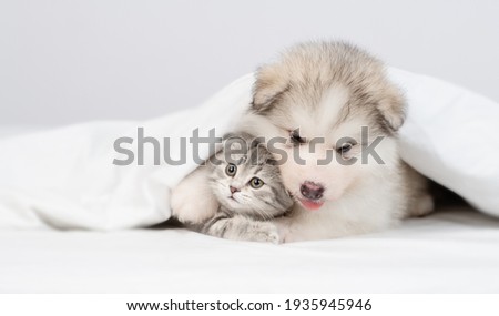 Alaskan malamute puppy hugs gray kitten under warm blanket on a bed at home. Empty space for text
