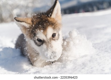 Alaskan Malamute puppy playing in the snow!
