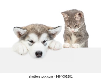 Alaskan Malamute Puppy And Young Cat Over Empty White Banner Looking Down Together. Isolated On White Background