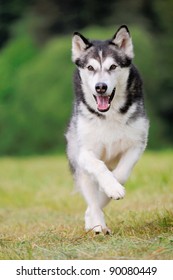 Alaskan Malamute runs