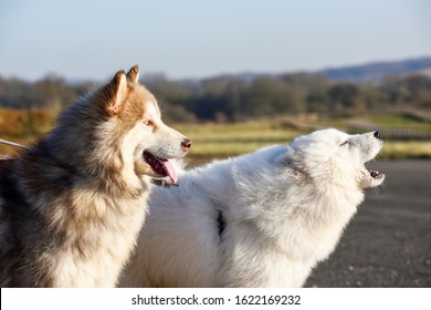 Cute Siberian Husky Vs Alaskan Malamute Vs Samoyed