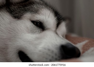 how many hours a day do malamutes sleep